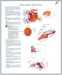 human fetal circulation